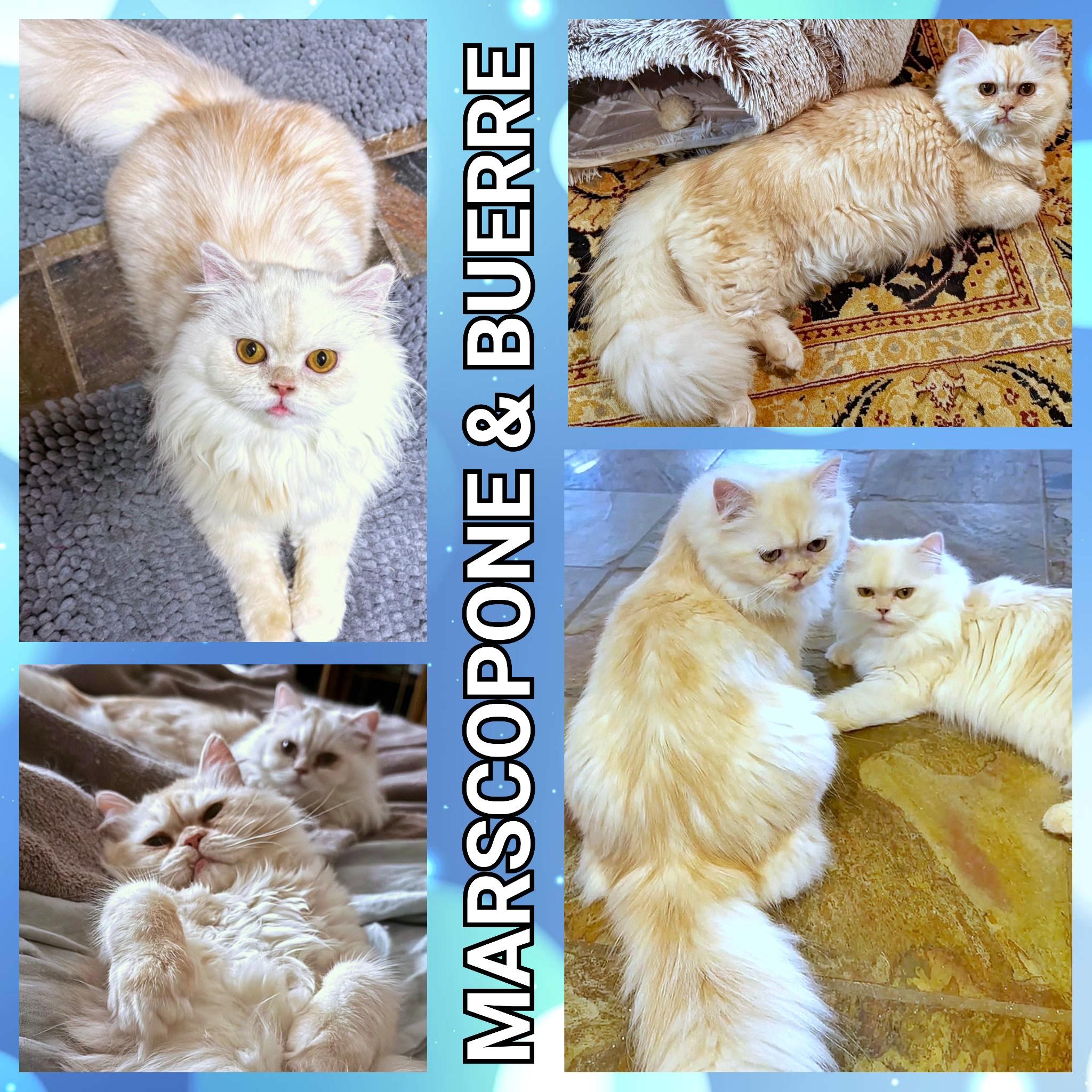 Enlarge Marscopone & Buerre, a ADOPTABLE Persian in Converse, TX image 6/6
