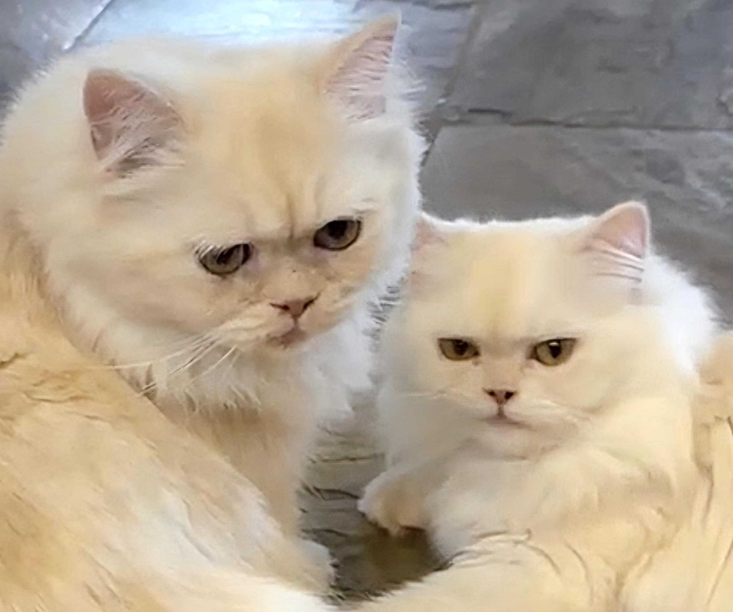 Marscopone & Buerre, ADOPTABLE, Kitten Female Persian.