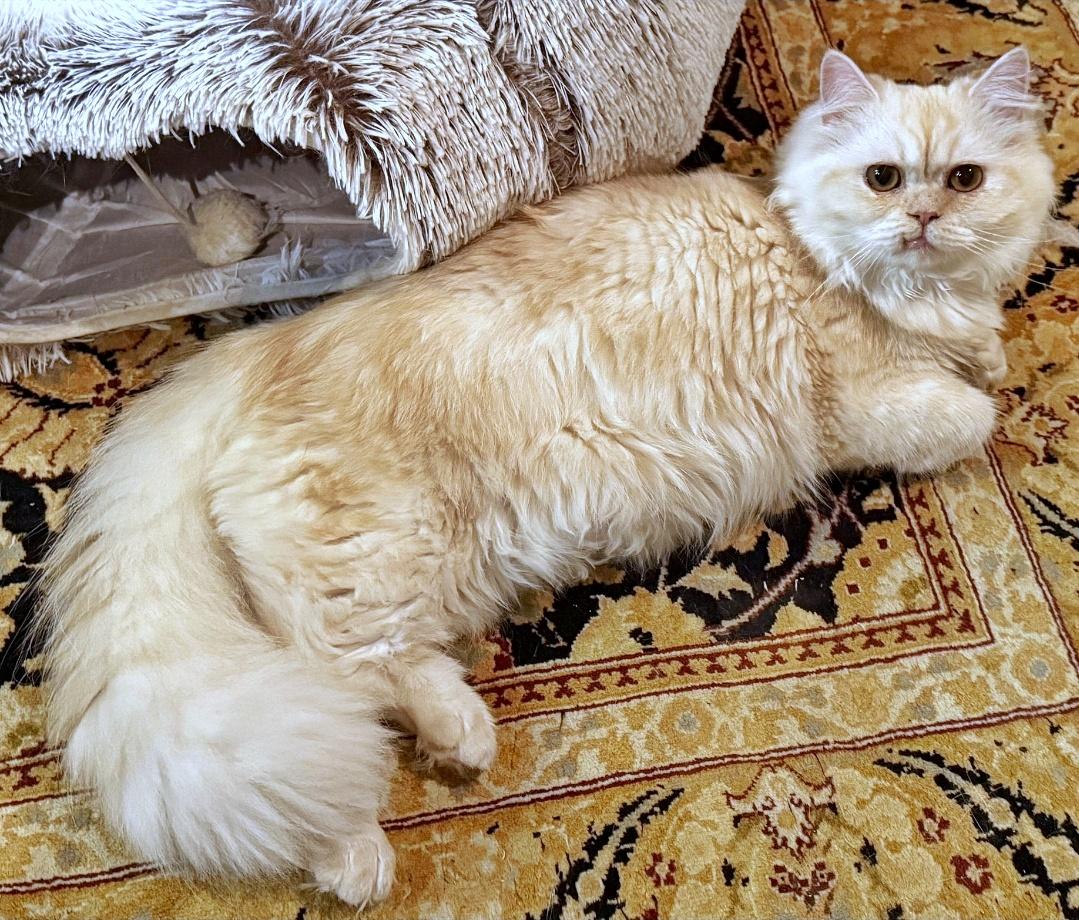 Enlarge Marscopone & Buerre, a ADOPTABLE Persian in Converse, TX image 2/6