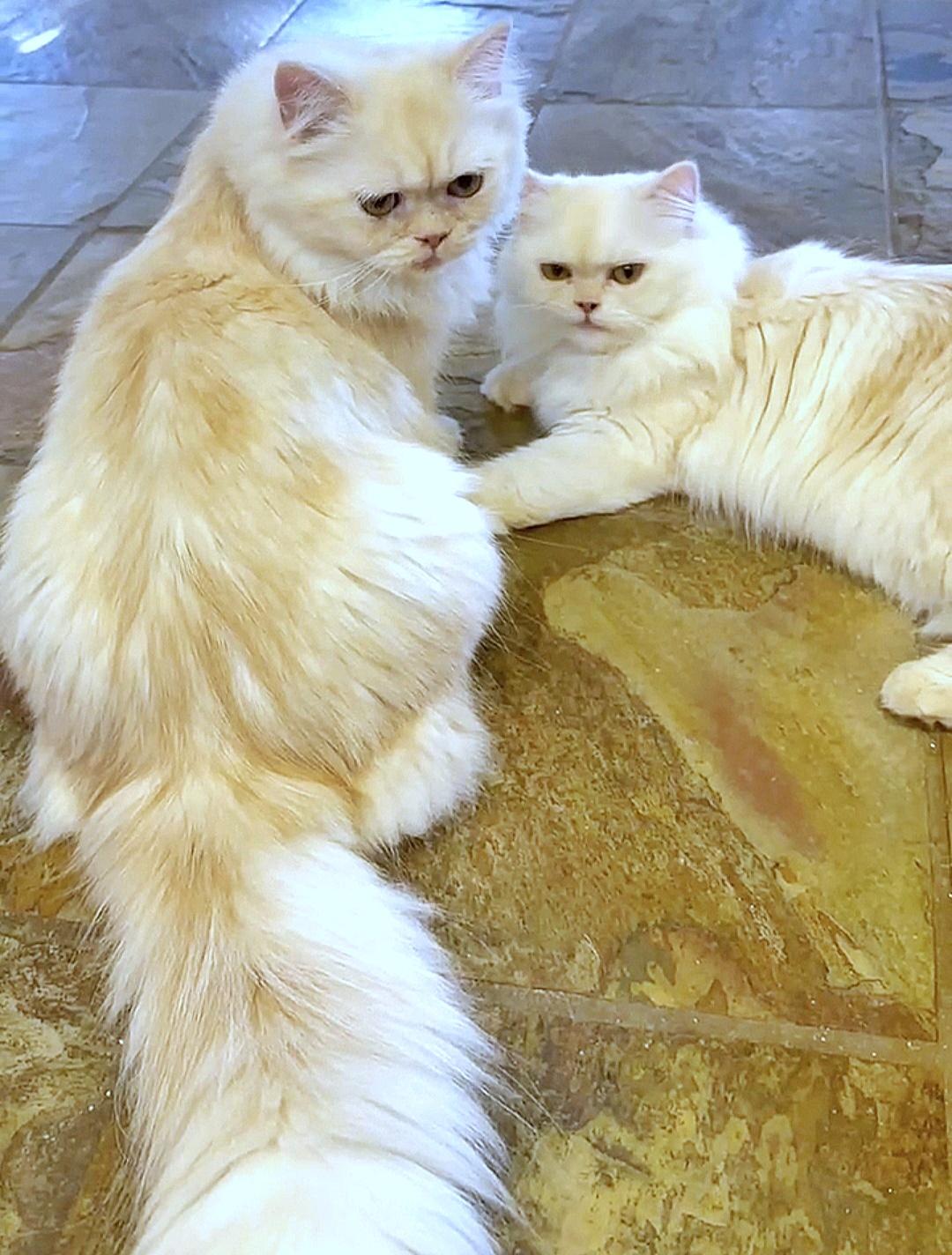Enlarge Marscopone & Buerre, a ADOPTABLE Persian in Converse, TX image 5/6