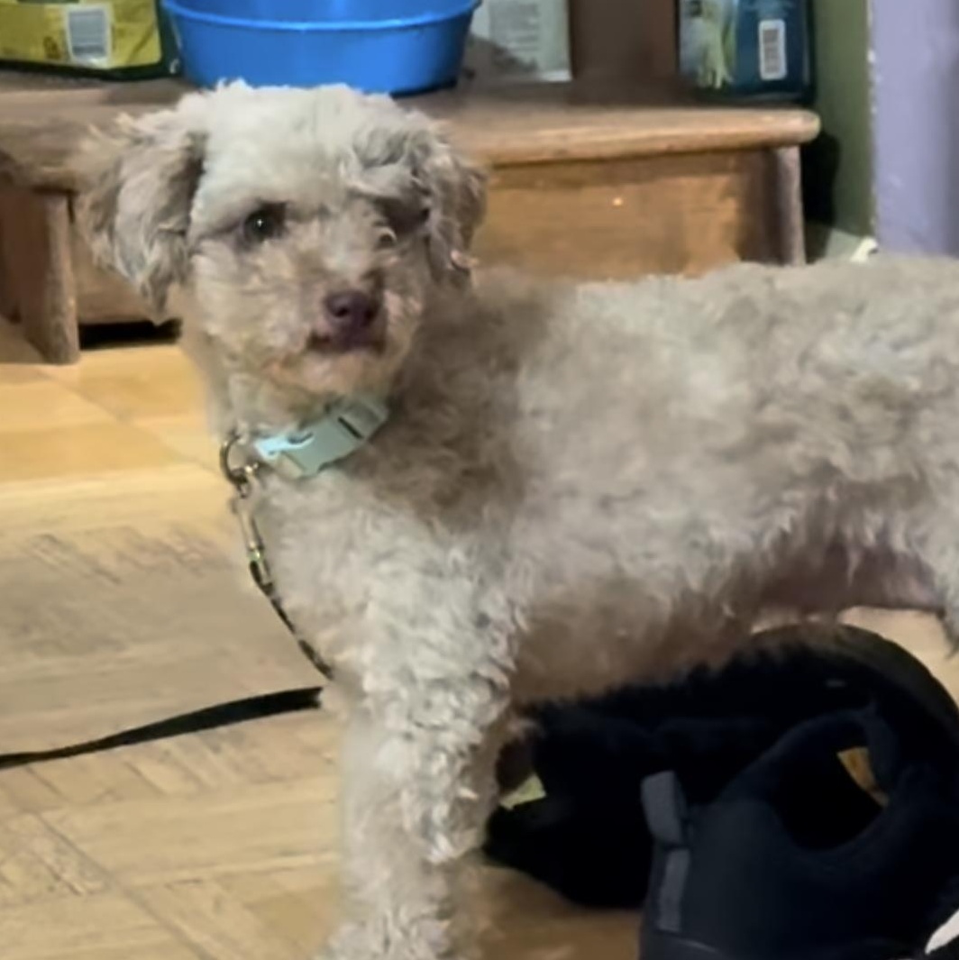 2168 Scarlett's Joy, Adoptable, Adult Female Poodle.