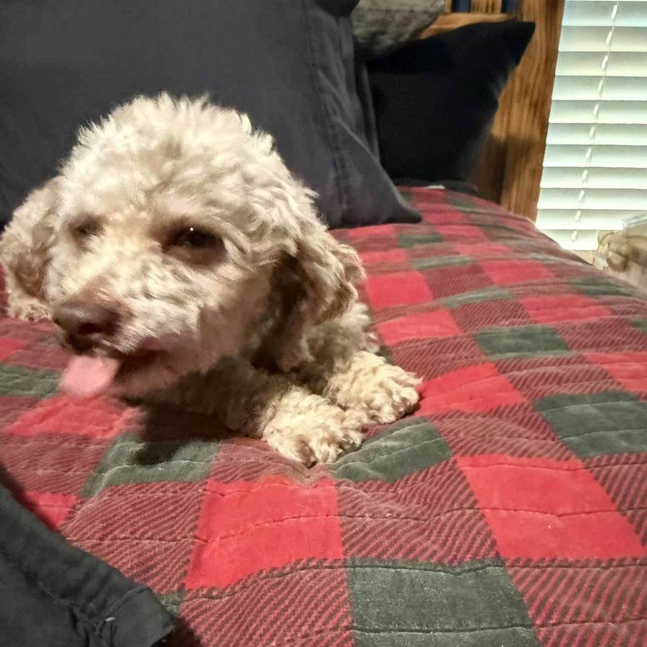 Enlarge 2168 Scarlett's Joy, a Adoptable Poodle in Springfield, MO image 3/3