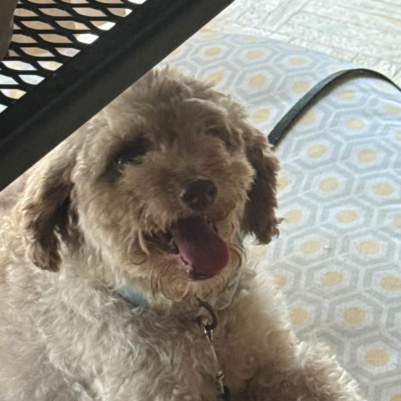 Enlarge 2168 Scarlett's Joy, a Adoptable Poodle in Springfield, MO image 2/3