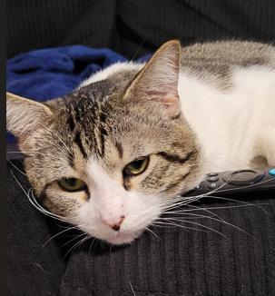 Teddy, a Adoptable Domestic Short Hair in Portland, OR image 3/3