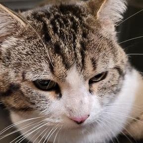 Teddy, Adoptable, Adult Male Domestic Short Hair.