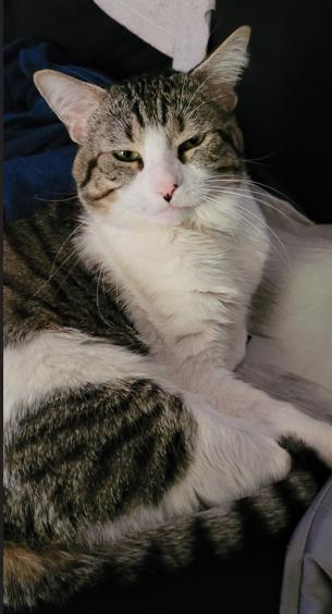 Teddy, Adoptable, Adult Male Domestic Short Hair.