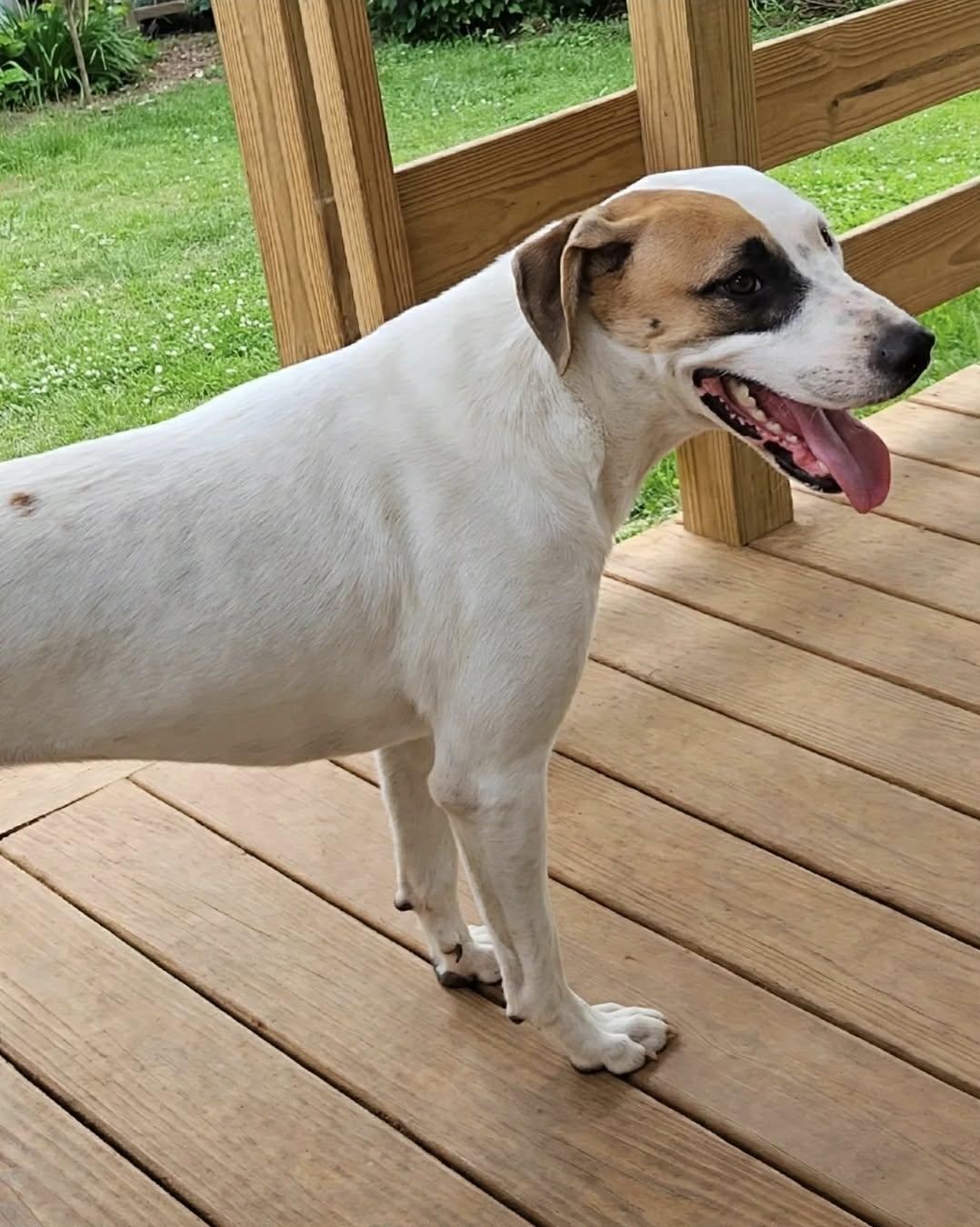 Enlarge Goose, a Adoptable mixed breed in Brockton, MA image 5/6
