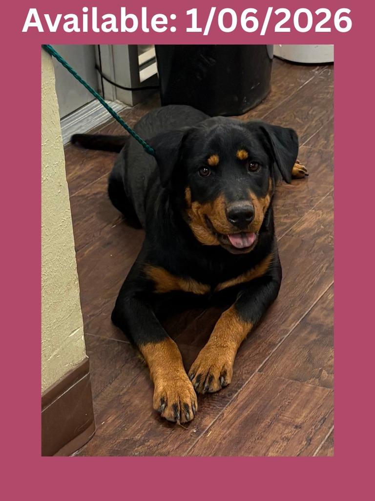 Dog Kennel #1 Piper, Adoptable, Young Female Rottweiler & Mixed Breed.