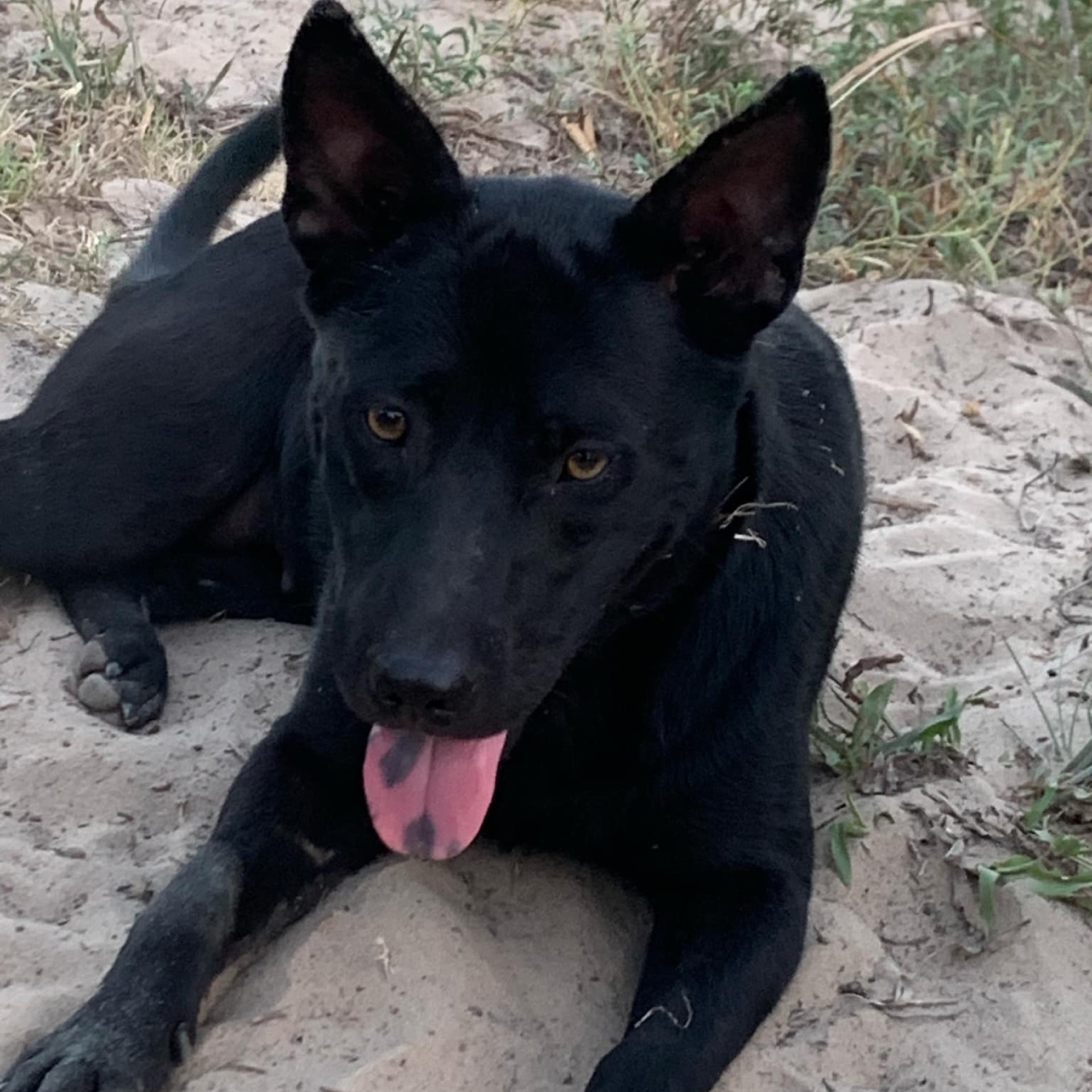 Cerci PC, Young Female Shepherd