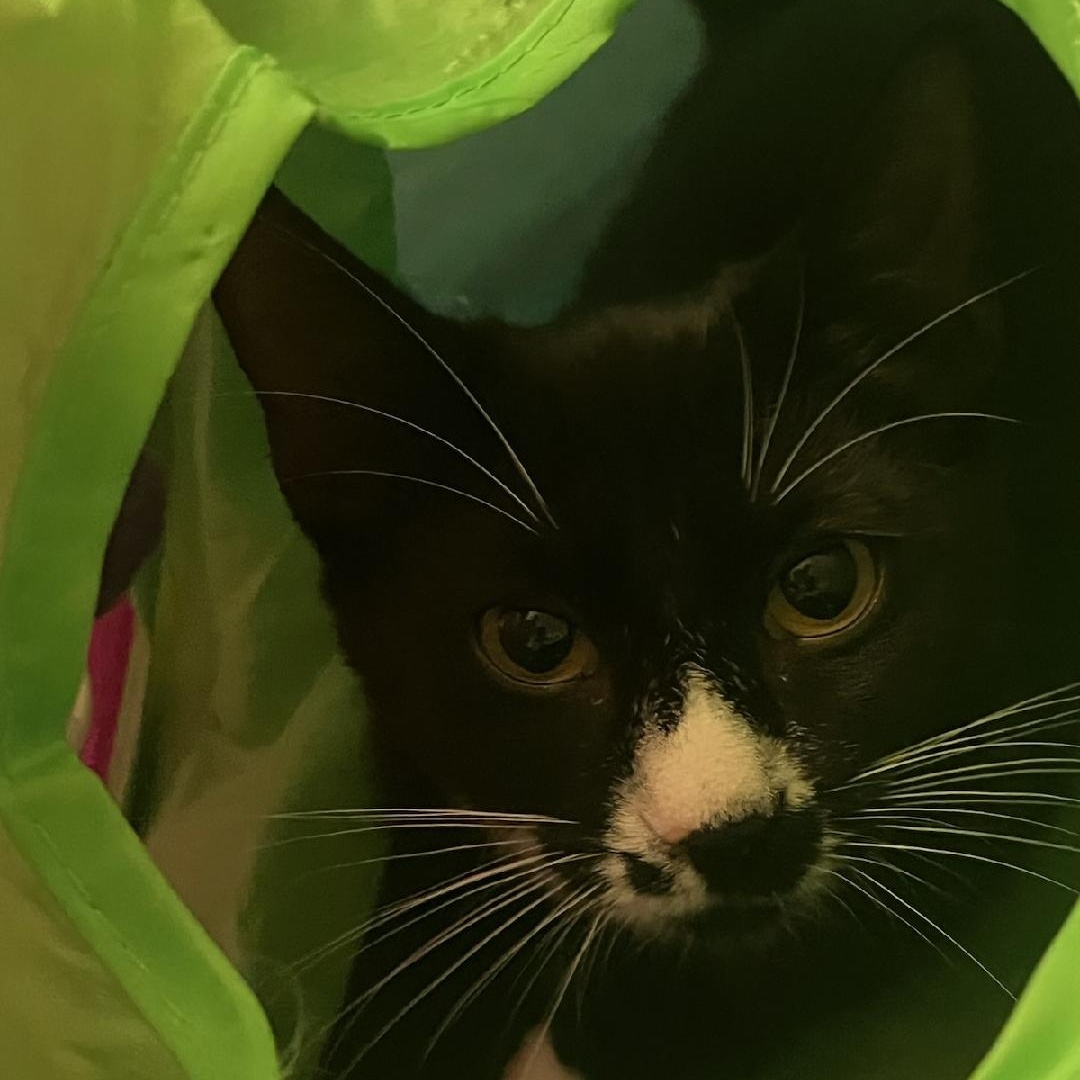 Cat for adoption Hoda, a Domestic Short Hair in Sewell, NJ Petfinder