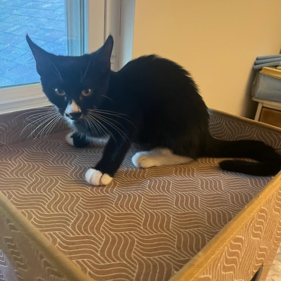 Cat for adoption Hoda, a Domestic Short Hair in Sewell, NJ Petfinder