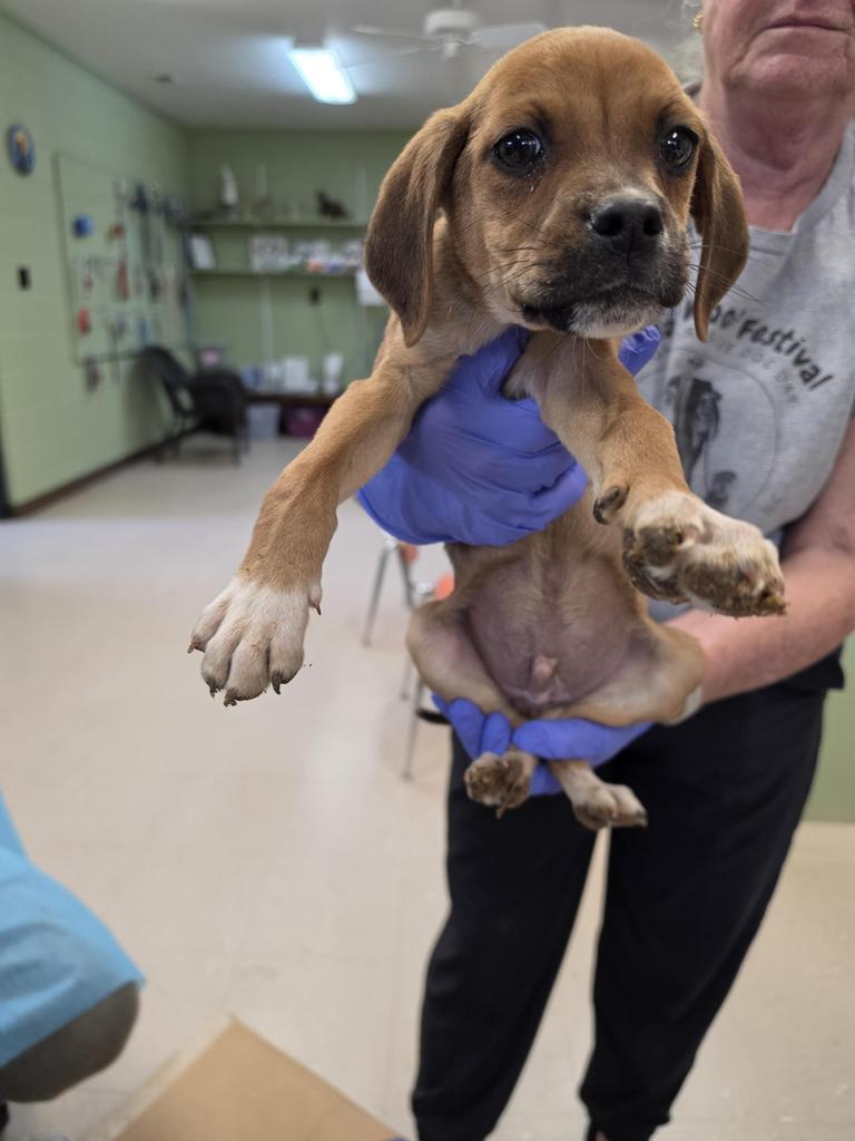 Enlarge Pumbaa, a Adoptable mixed breed in Burnsville, NC image 1/2