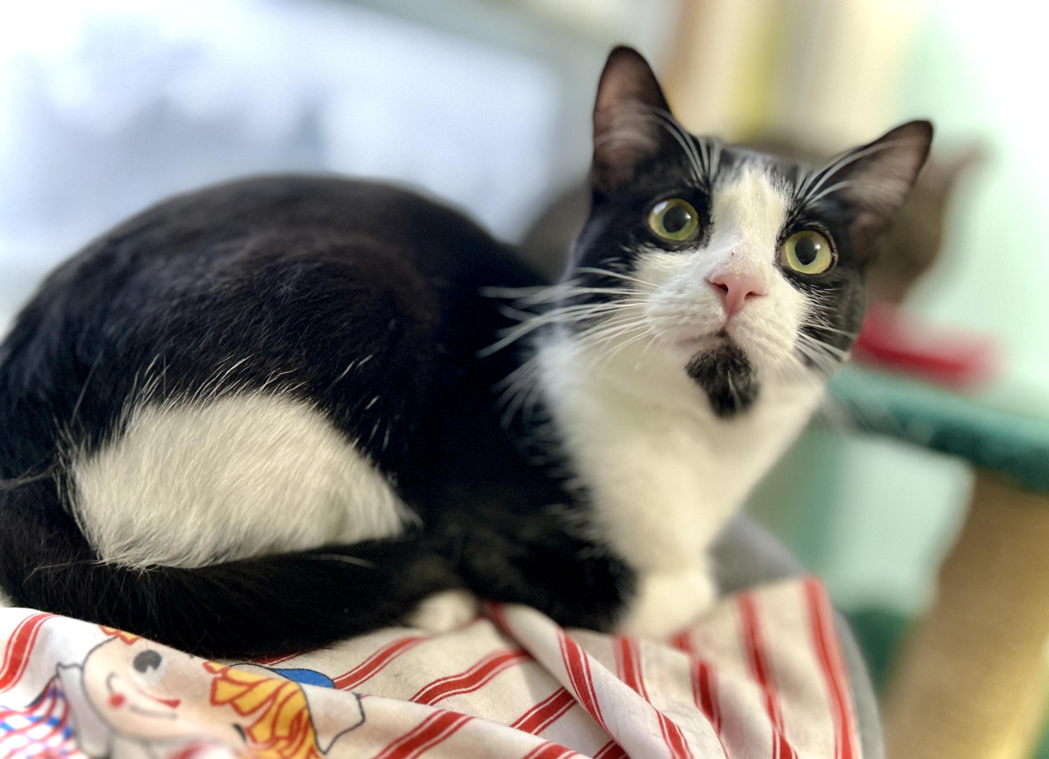 Enlarge Benny, an adopted Domestic Short Hair in Guelph, ON image 3/3