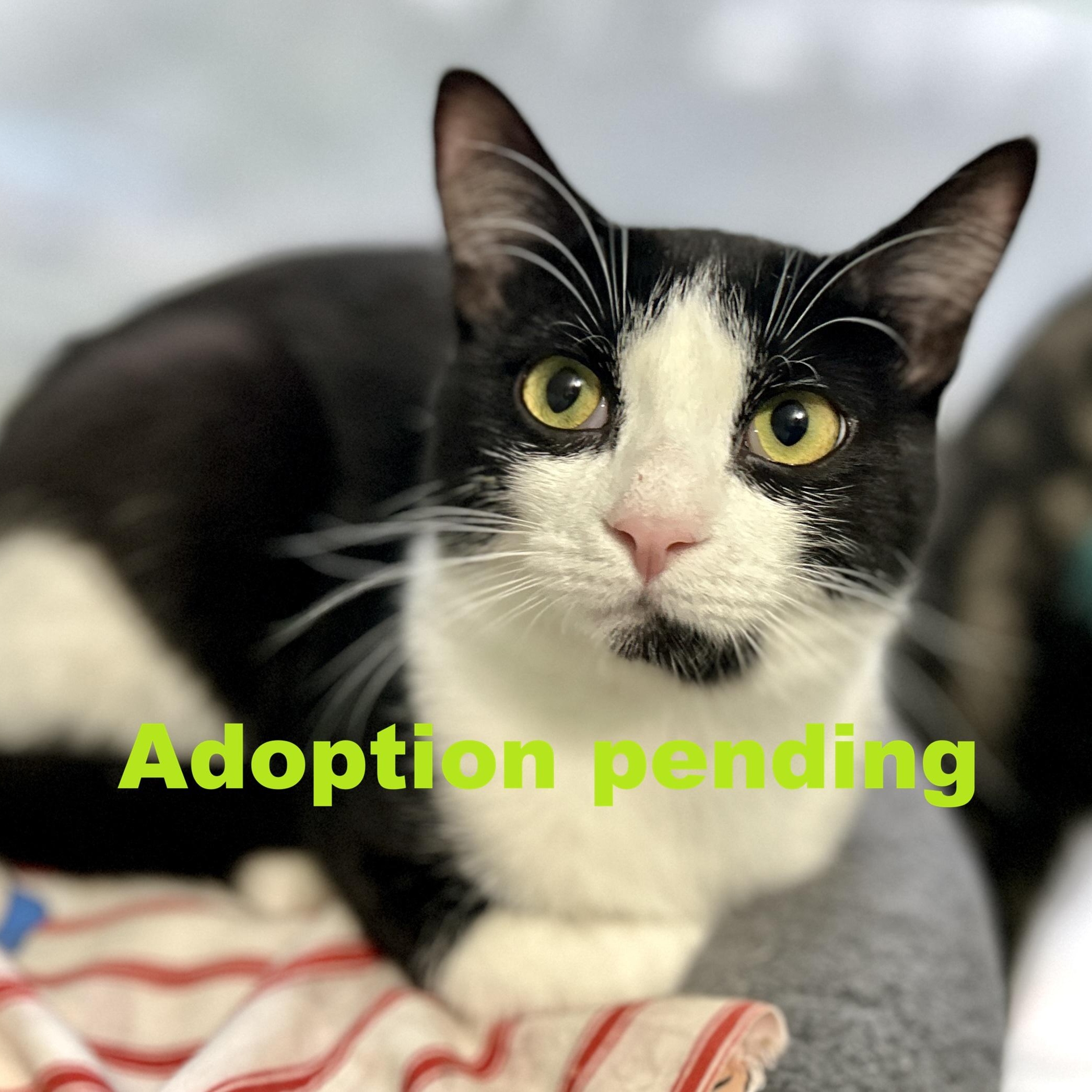 Benny, adopted, Kitten Male Domestic Short Hair.