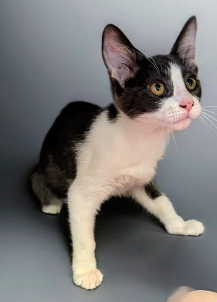 Louisa, Adoptable, Kitten Female Domestic Short Hair.