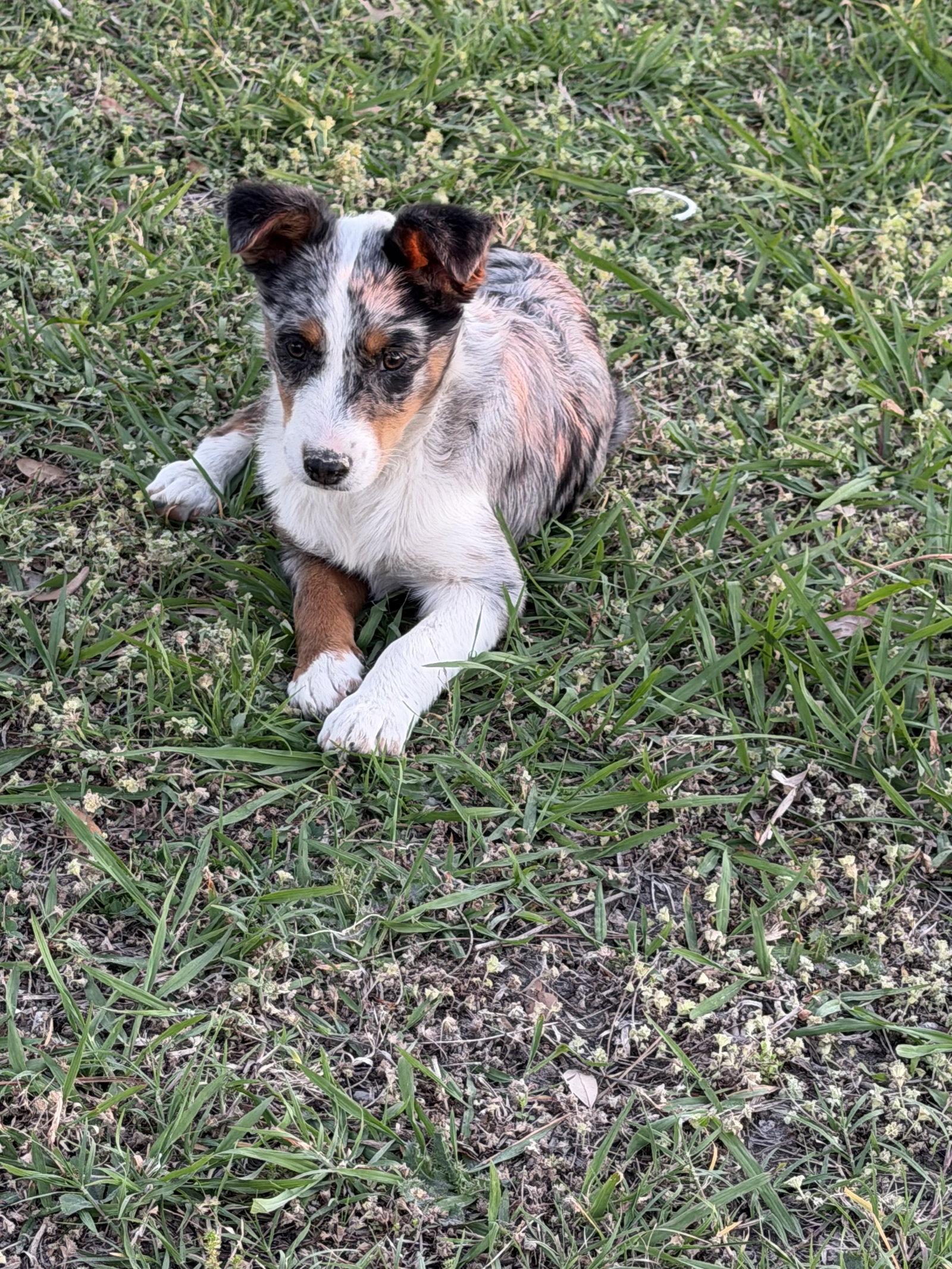 Paisley, Adoptable, Puppy Female Australian Shepherd & Border Collie.