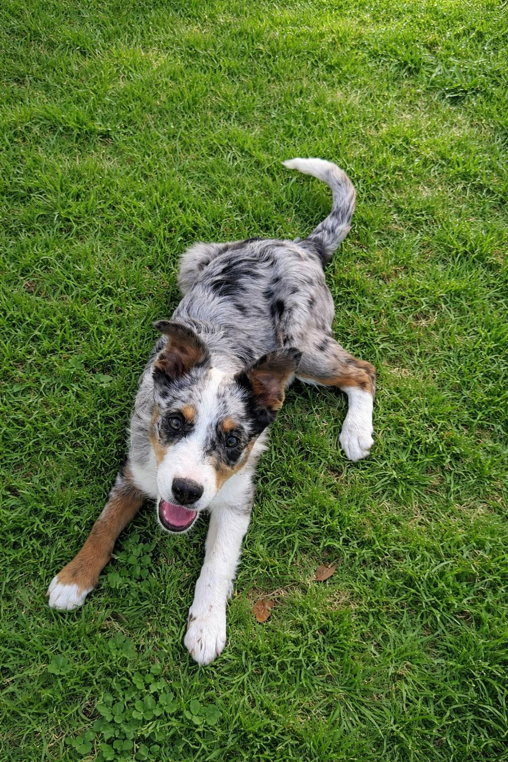 Enlarge Paisley, a Adoptable mixed breed in Dallas, TX image 2/3