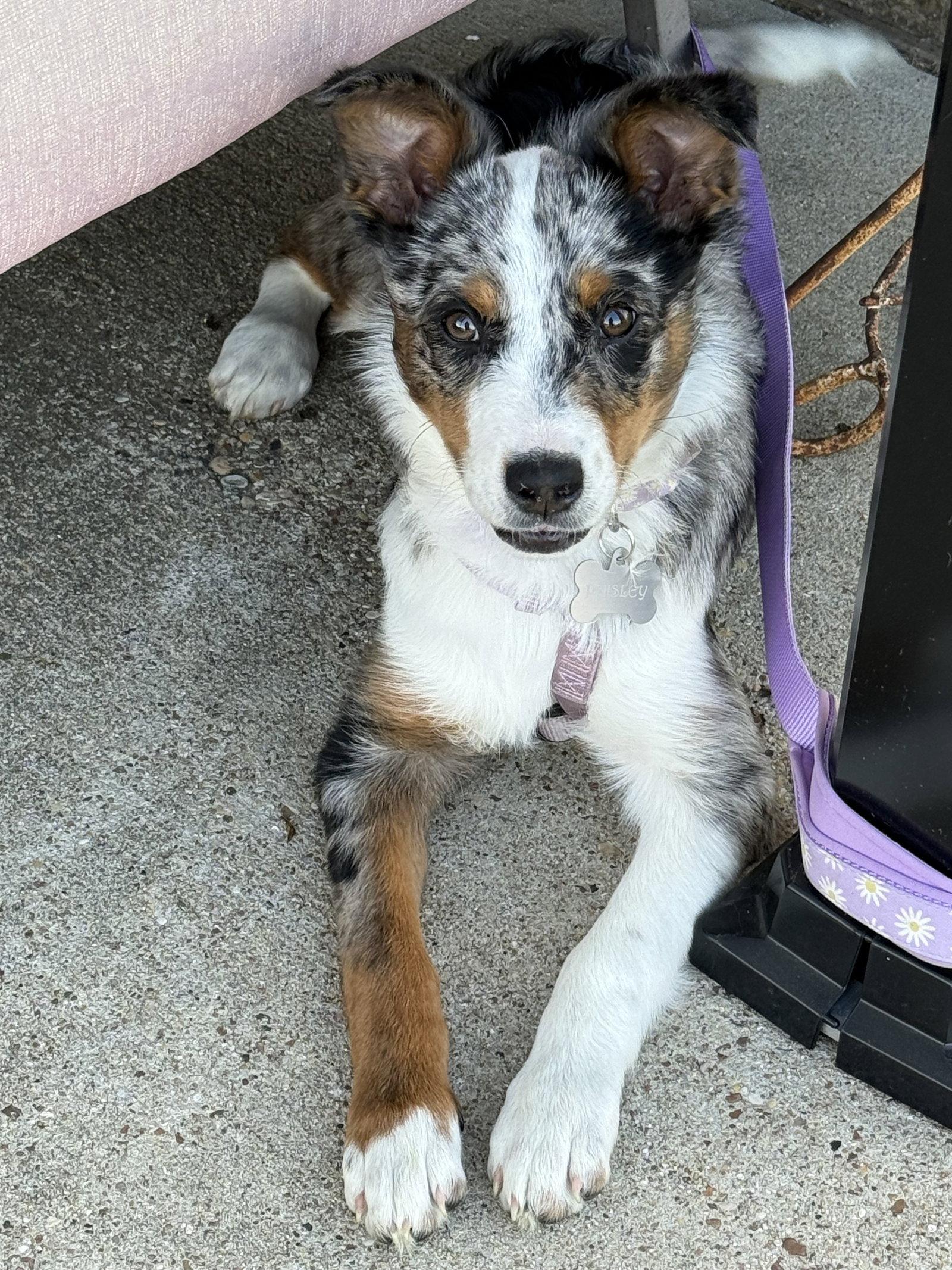 Enlarge Paisley, a Adoptable mixed breed in Dallas, TX image 3/3