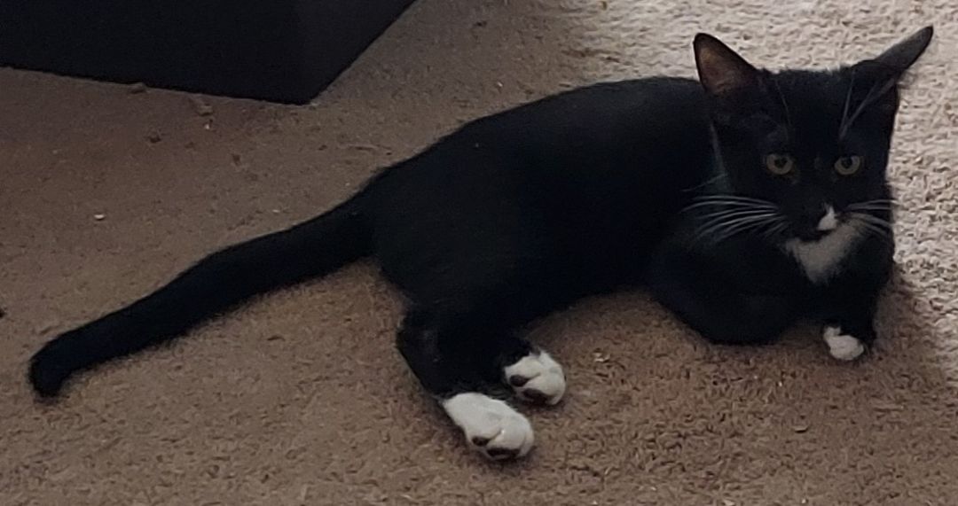 Enlarge Sasha, a Adoptable Domestic Short Hair in RIVERSIDE, CA image 1/6