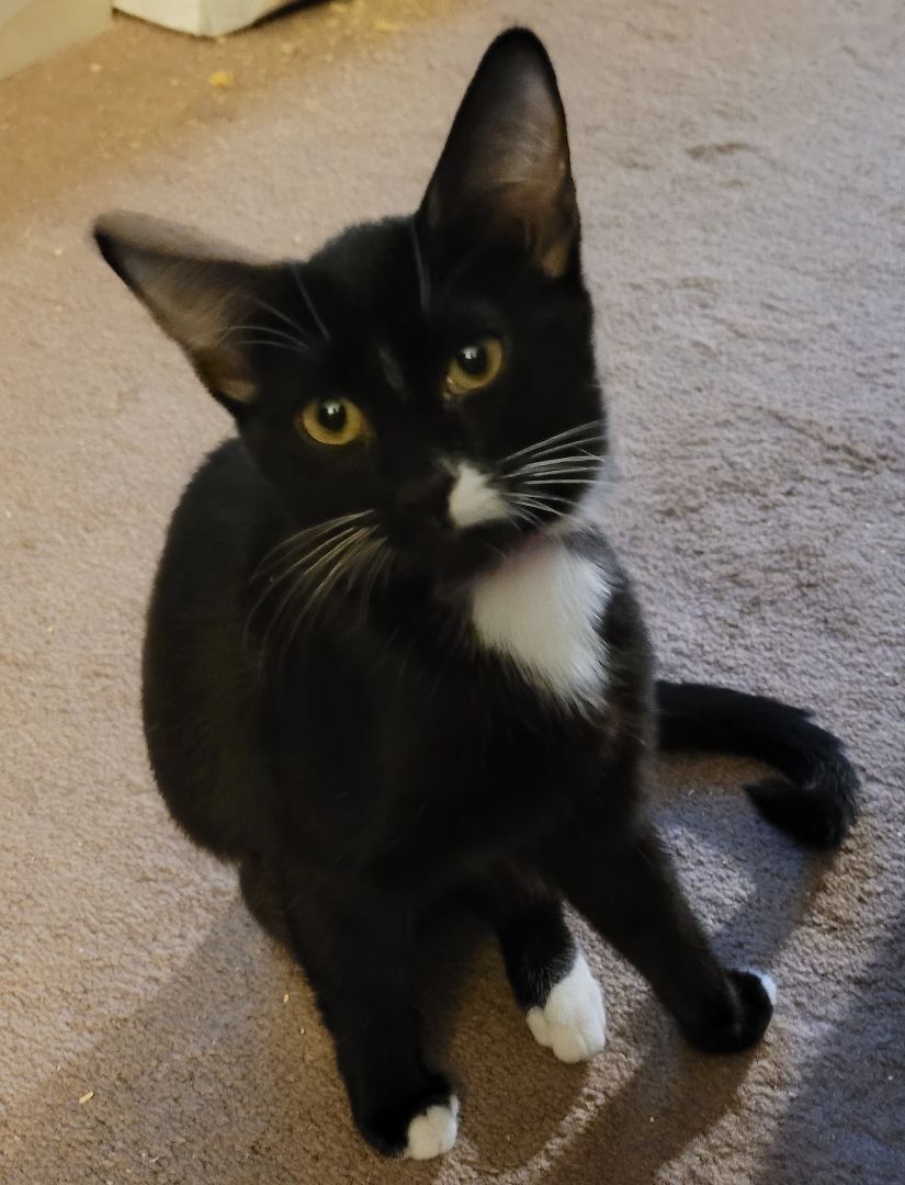 Sasha, Adoptable, Young Female Domestic Short Hair.