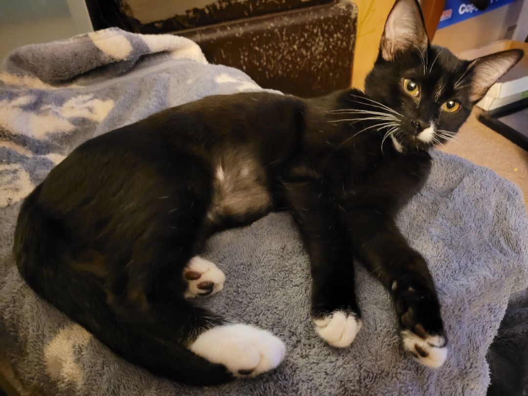 Enlarge Sasha, a Adoptable Domestic Short Hair in RIVERSIDE, CA image 3/6