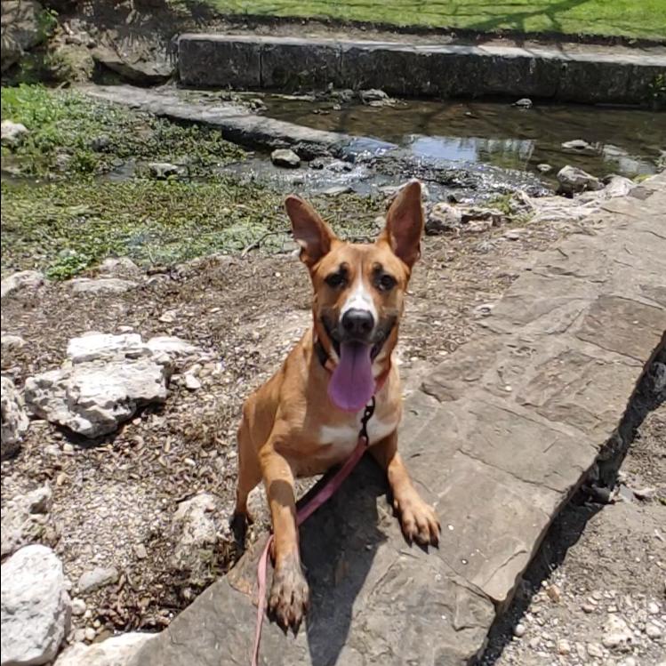 Tawny, adoptable, Young Female Carolina Dog.