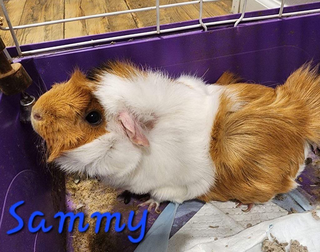 Sammy, Adoptable, Young Female Guinea Pig.