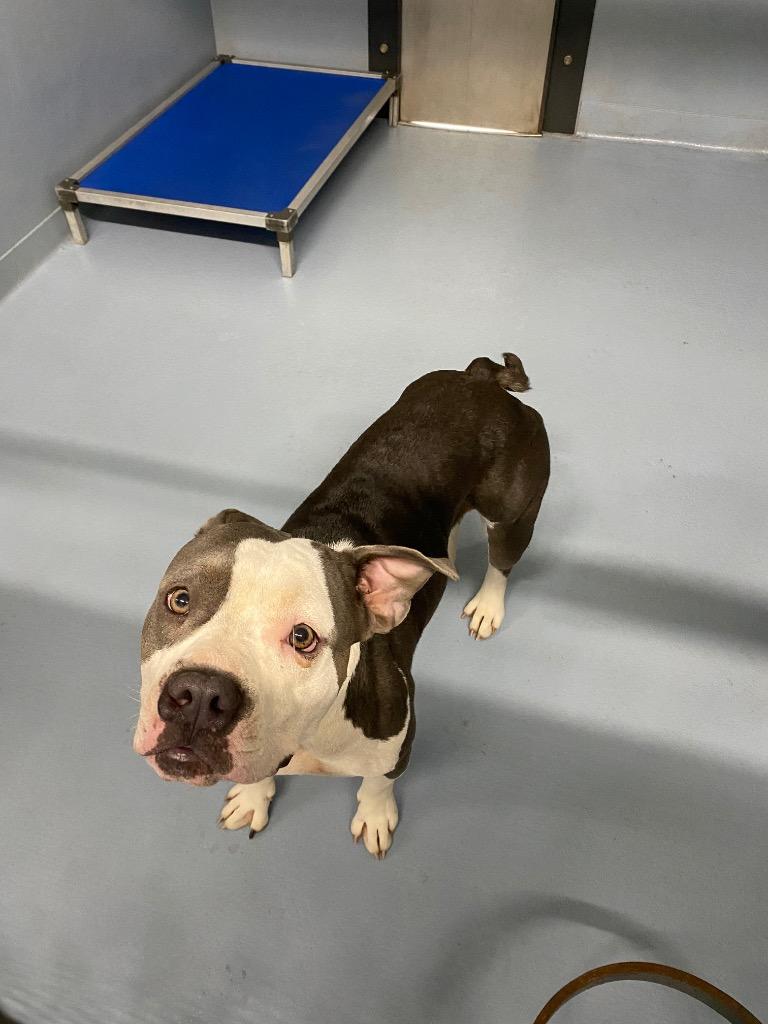 Tabitha, Adoptable, Adult Female Mixed Breed.