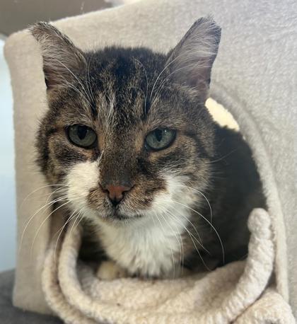 Enlarge Cirrus, a Adoptable mixed breed in Erin, ON image 1/2