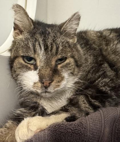 Enlarge Cirrus, a Adoptable mixed breed in Erin, ON image 2/2