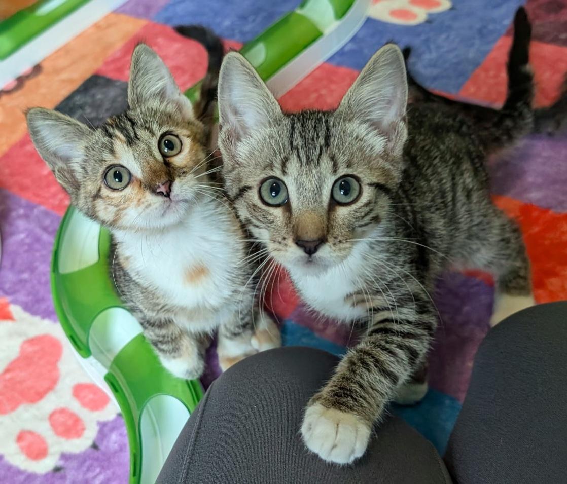 Enlarge Tito, a Adoptable Tabby in Melbourne, FL image 3/4