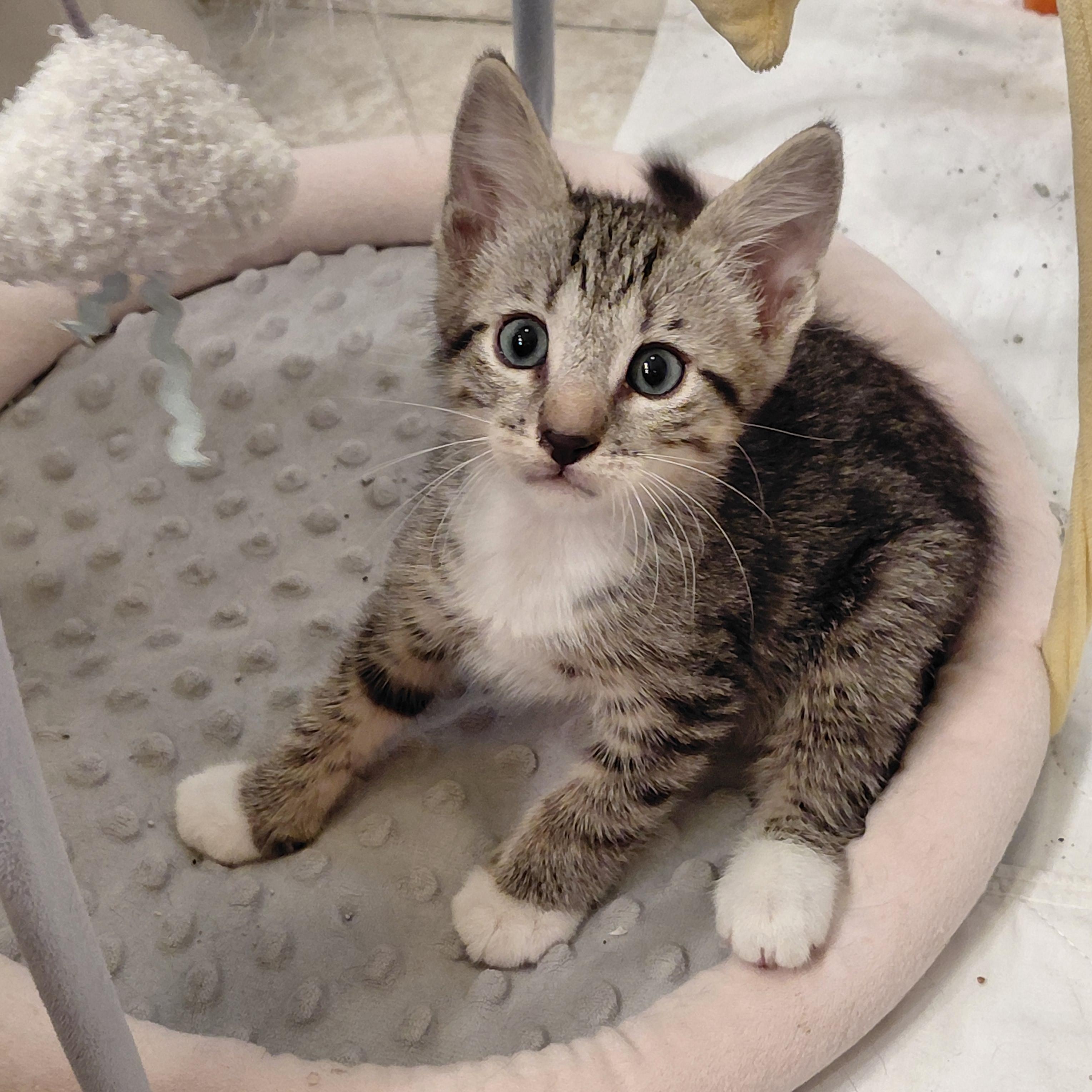 Enlarge Tito, a Adoptable Tabby in Melbourne, FL image 2/4