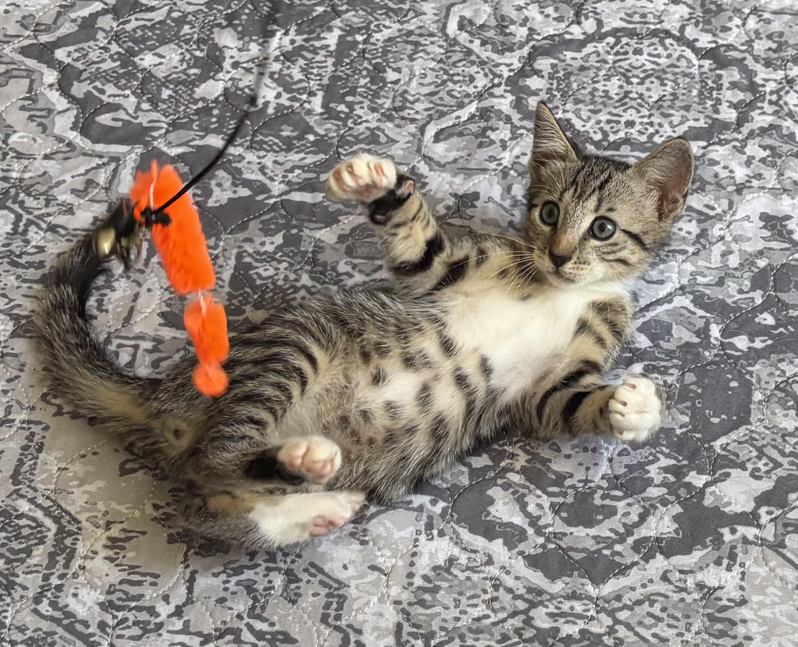 Tito, Adoptable, Kitten Male Tabby.
