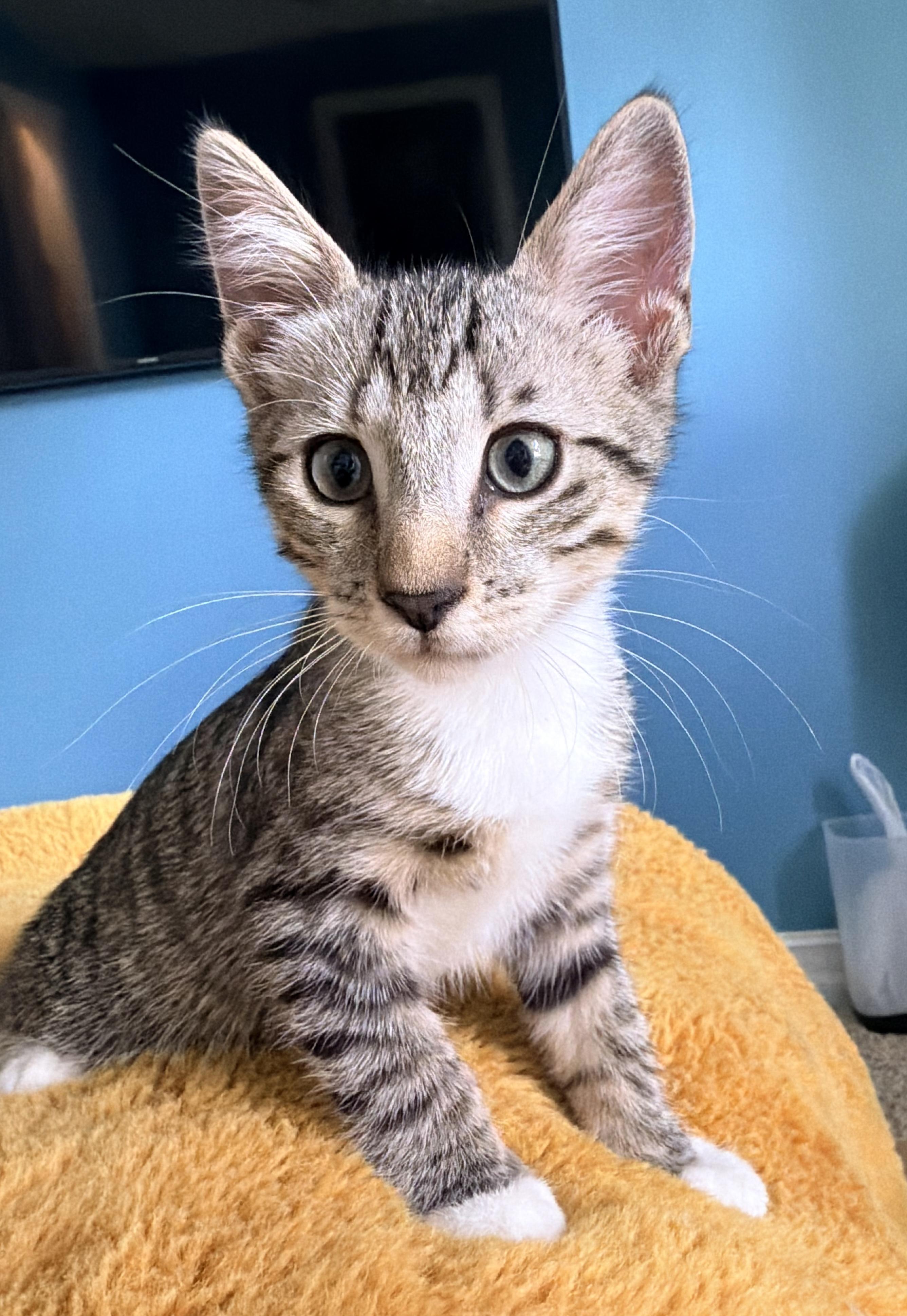 Enlarge Tito, a Adoptable Tabby in Melbourne, FL image 4/4