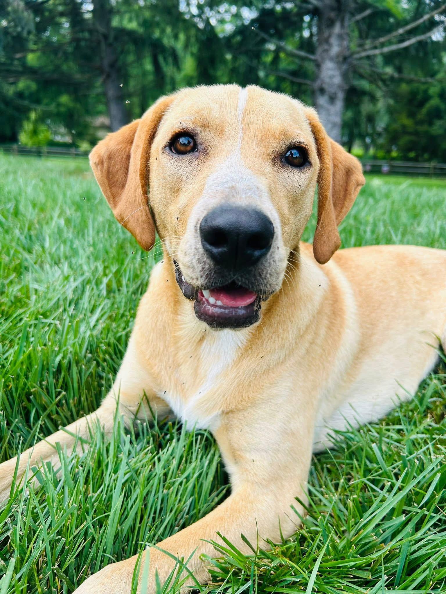 Enlarge Happy, a Adoptable Labrador Retriever in Elizabethtown, PA image 1/3