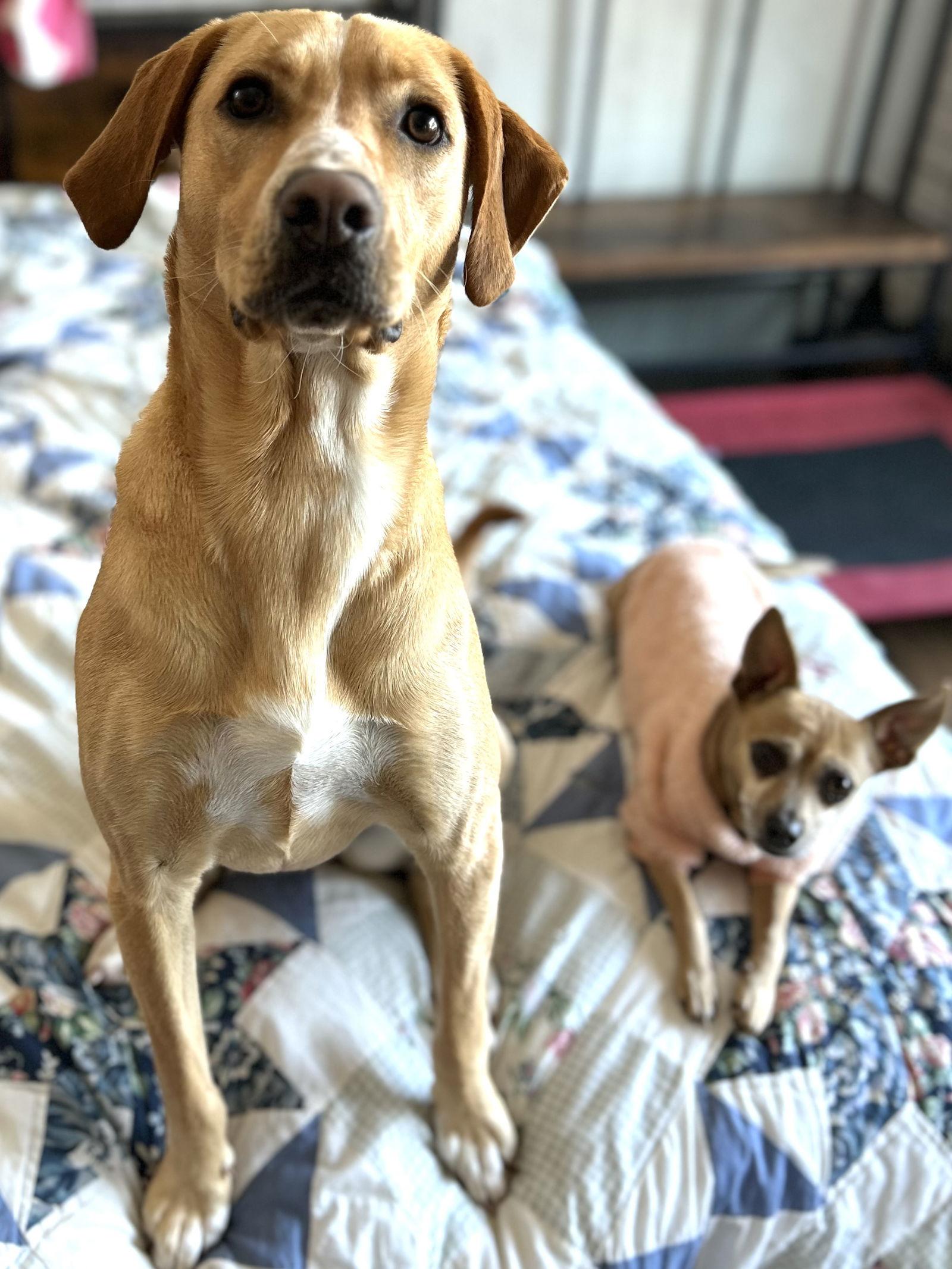 Enlarge Happy, a Adoptable Labrador Retriever in Elizabethtown, PA image 2/3