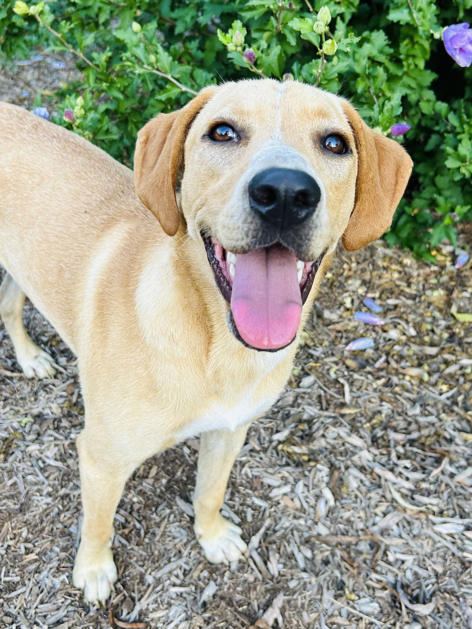 Happy, a Adoptable Labrador Retriever in Elizabethtown, PA image 1/3