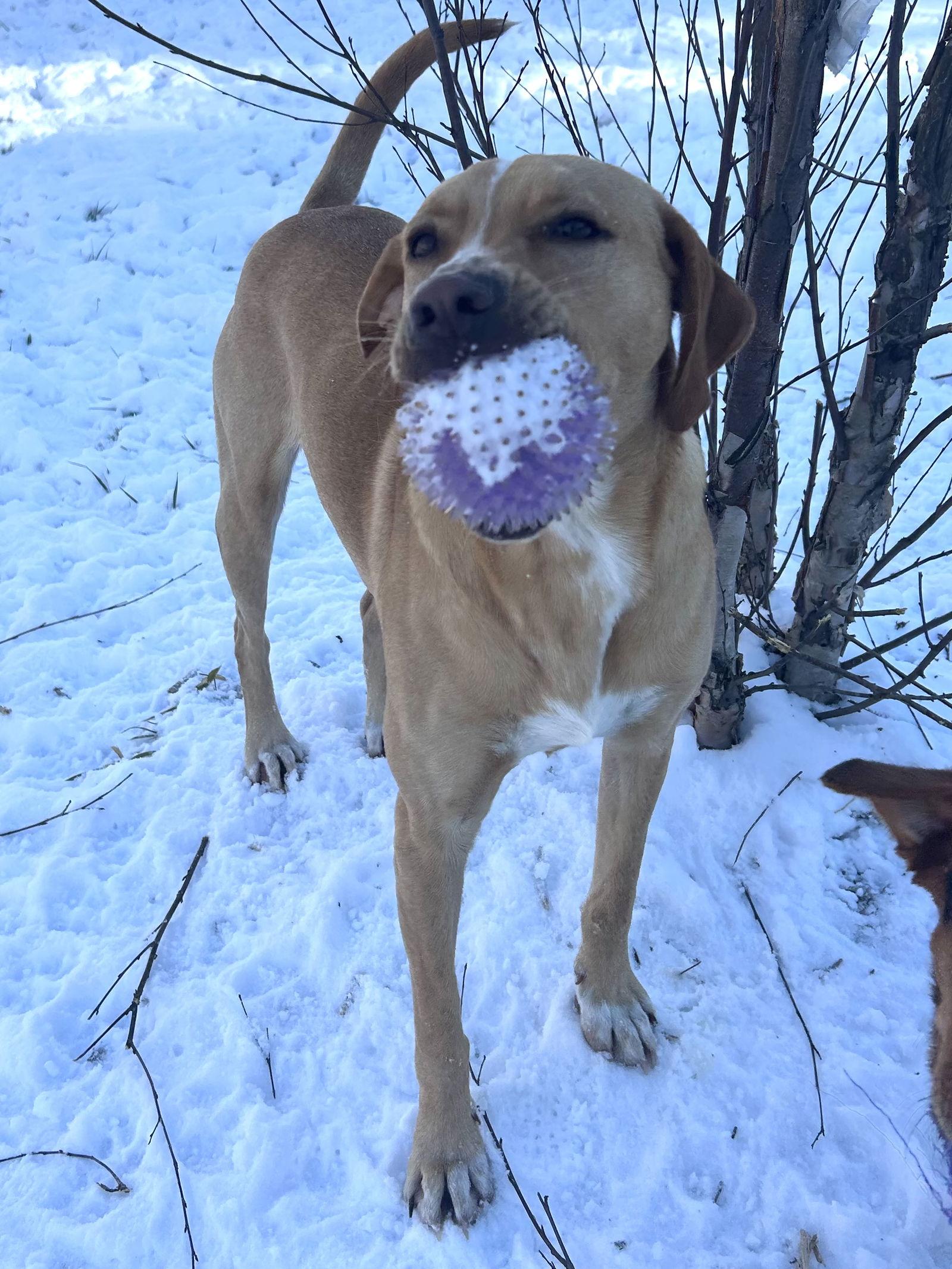 Happy, a Adoptable Labrador Retriever in Elizabethtown, PA image 1/3