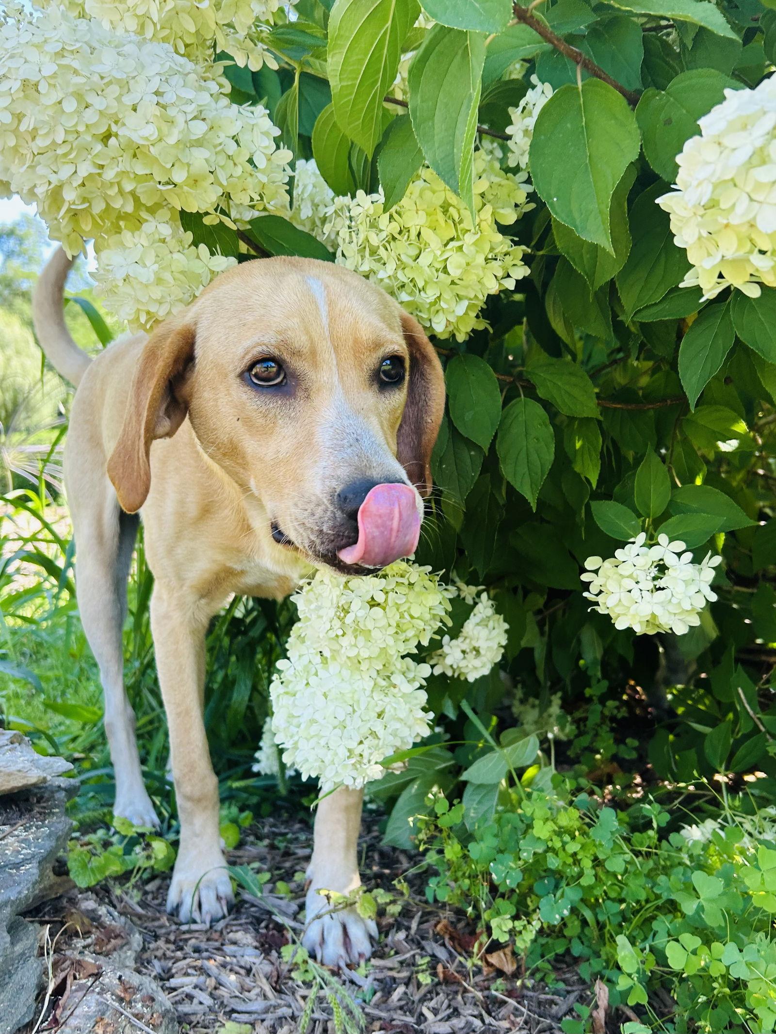 Happy, a Adoptable Labrador Retriever in Elizabethtown, PA image 2/3