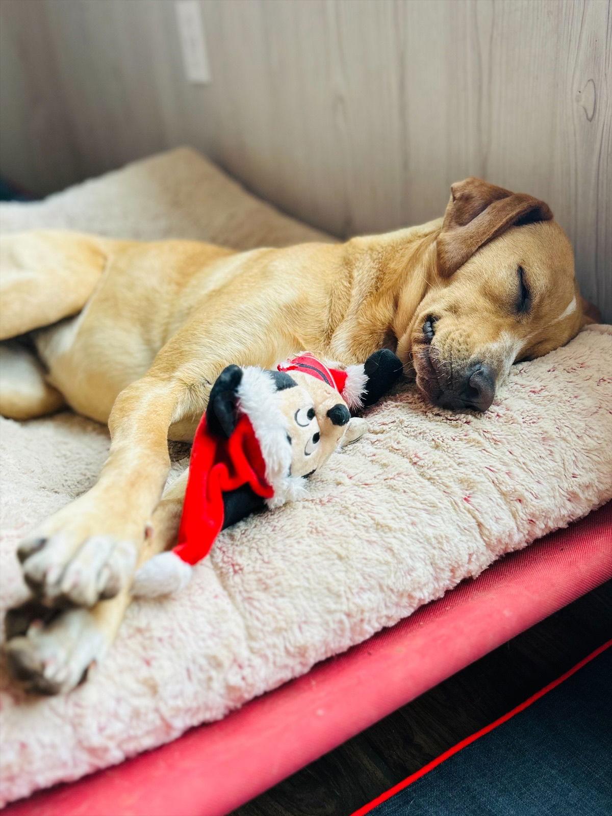 Happy, Adoptable, Puppy Female Labrador Retriever.