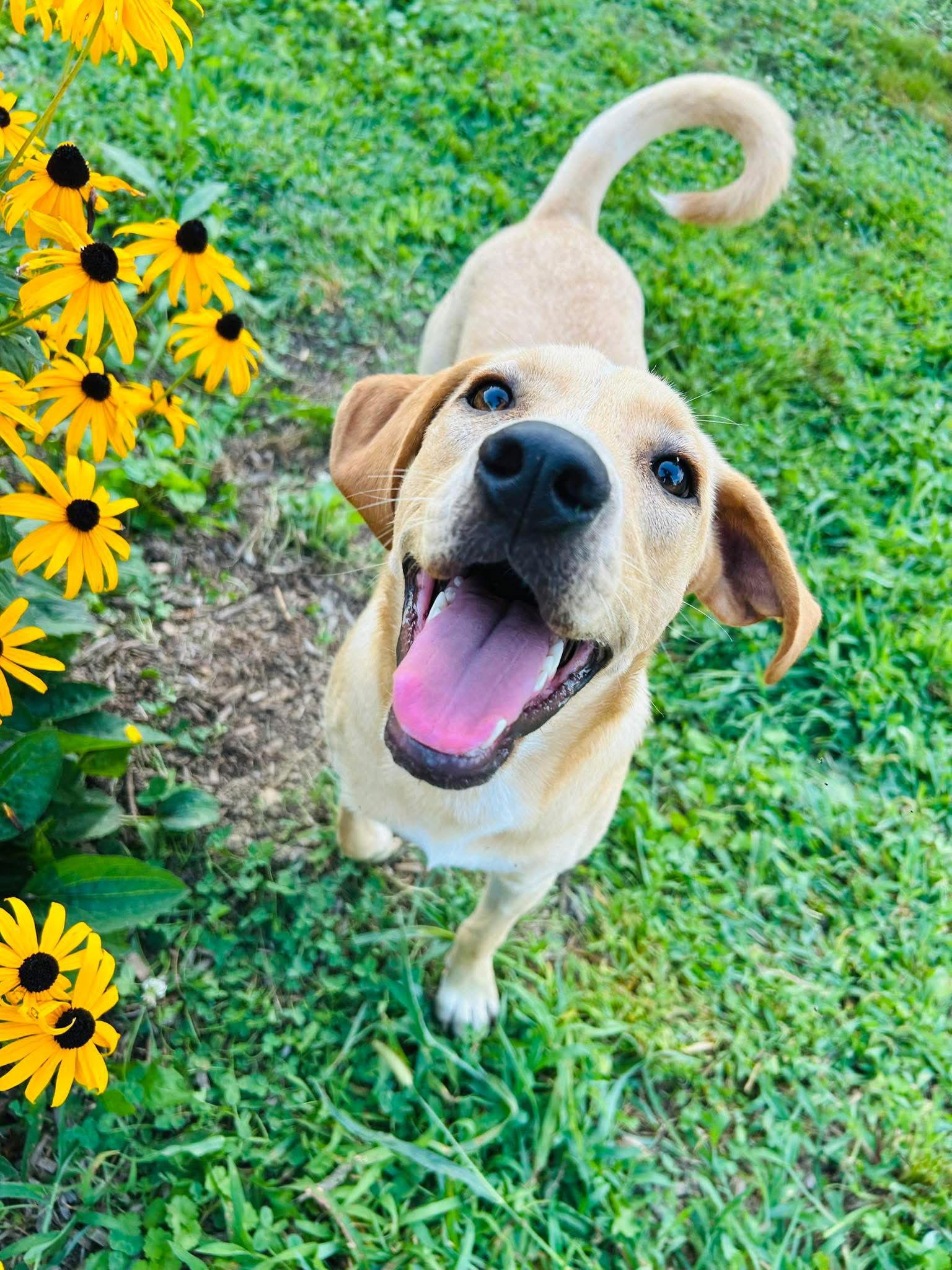 Enlarge Happy, a Adoptable Labrador Retriever in Elizabethtown, PA image 2/3