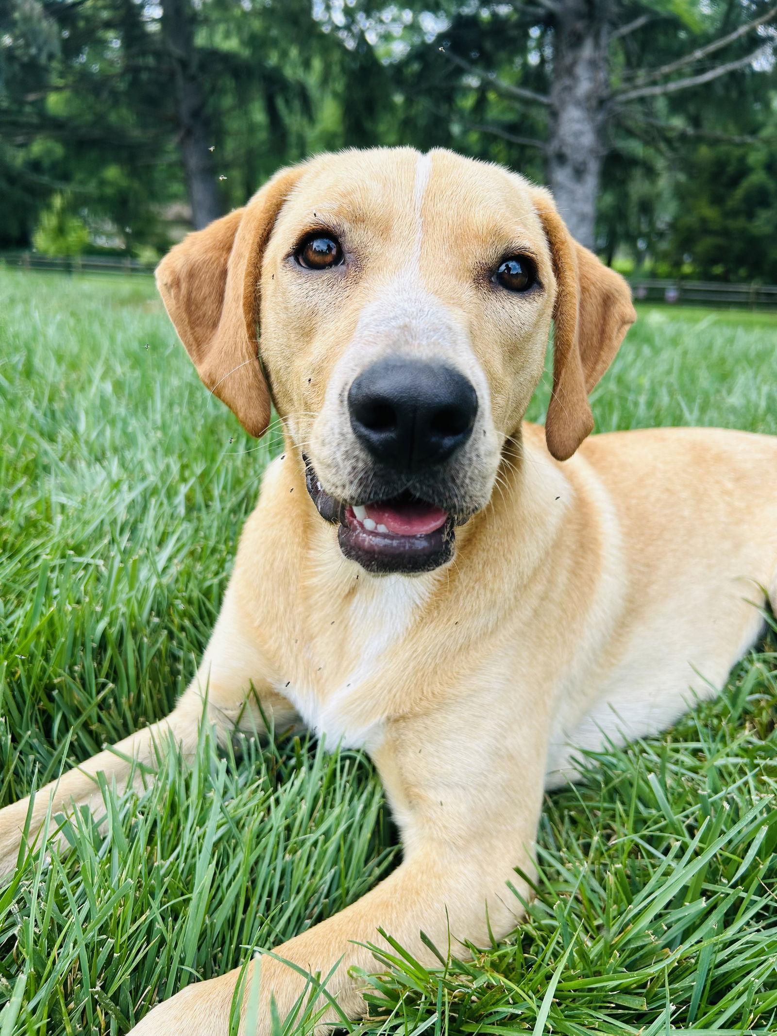 Happy, a Adoptable Labrador Retriever in Elizabethtown, PA image 3/3