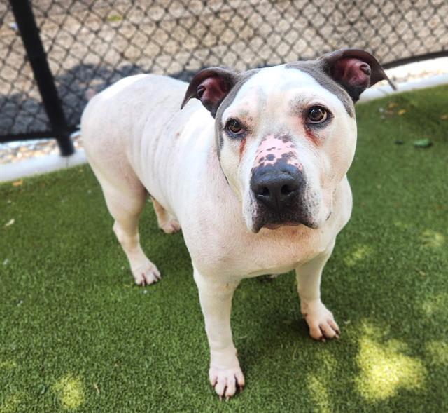 TINY, Adoptable, Adult Female American Bulldog & Mixed Breed.