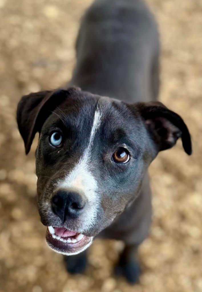 Harper Lea Tucker, Adopted, Young Female Catahoula Leopard Dog & Terrier.