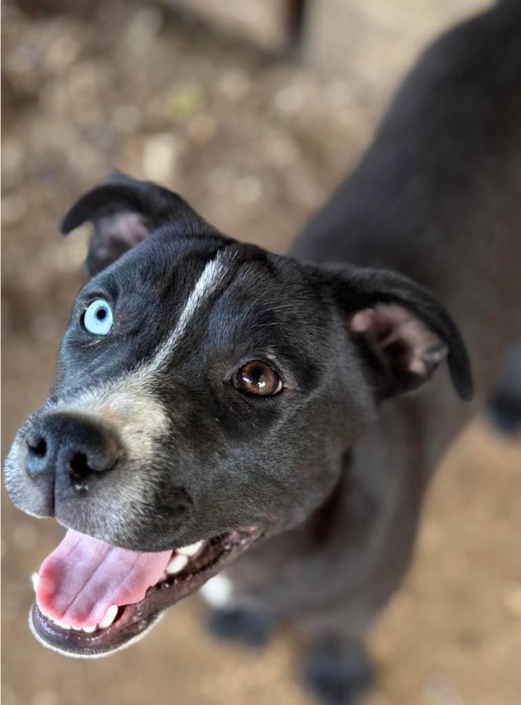 Enlarge Harper Lea Tucker, a Adopted mixed breed in El Dorado, AR image 4/6