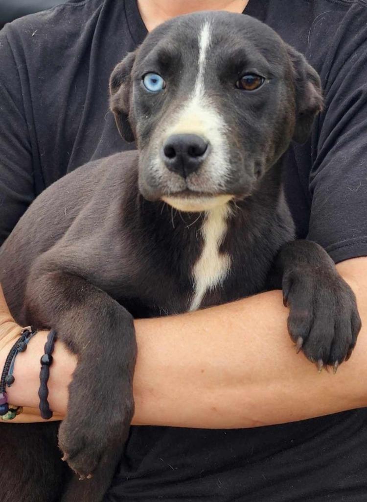 Enlarge Harper Lea Tucker, a Adopted mixed breed in El Dorado, AR image 6/6