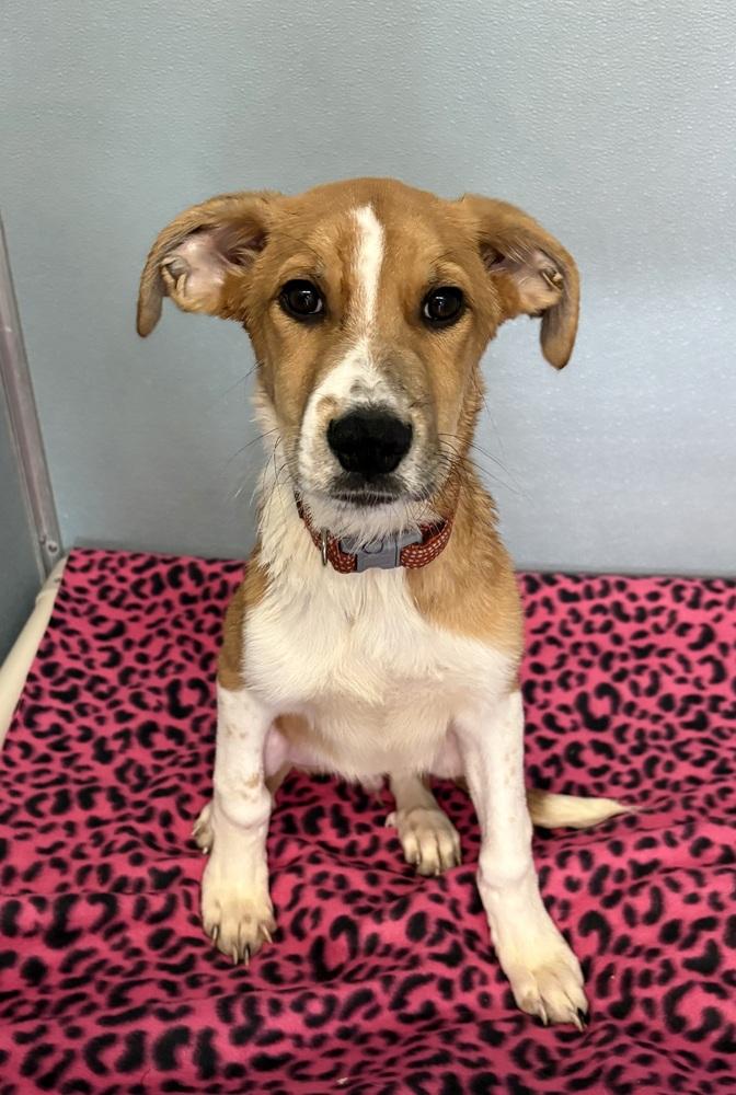 TANK, Adoptable, Puppy Male Mixed Breed & Cattle Dog.