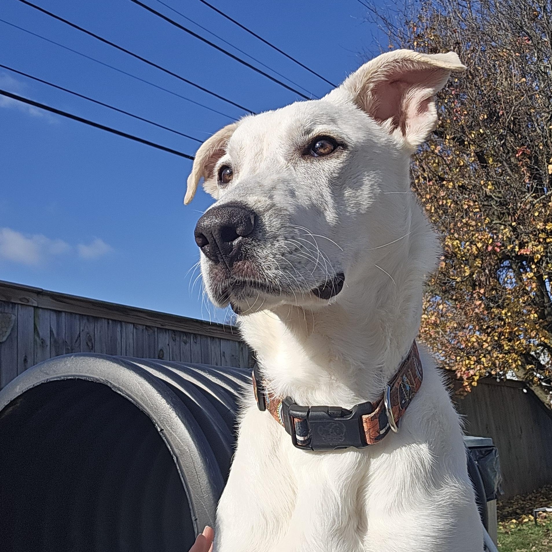 Enlarge Valeria, a Adoptable mixed breed in Lexington, KY image 1/5