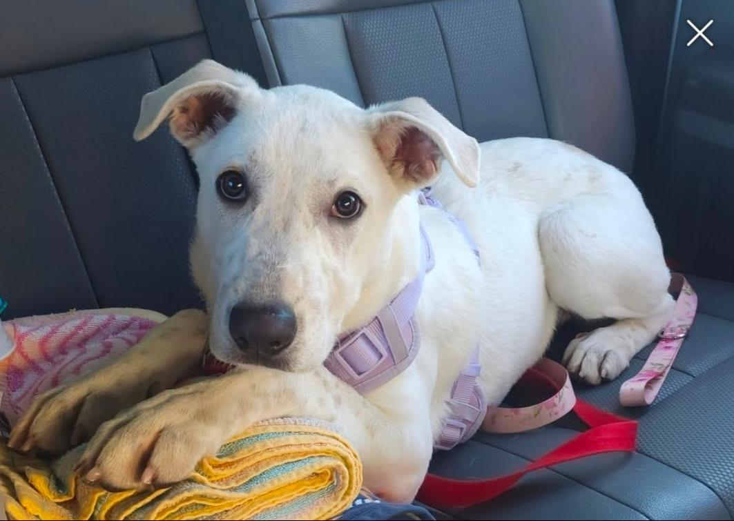 Enlarge Valeria, a Adoptable mixed breed in Lexington, KY image 3/5