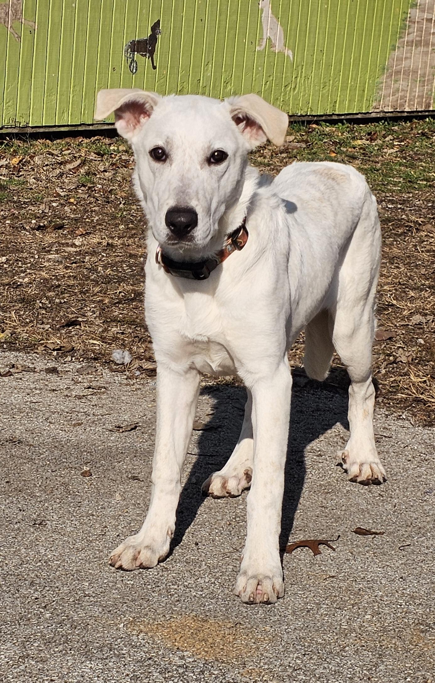 Enlarge Valeria, a Adoptable mixed breed in Lexington, KY image 4/5